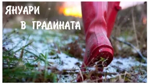 Грижа за градината през Януари