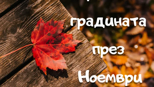 Грижа за градината през Ноември