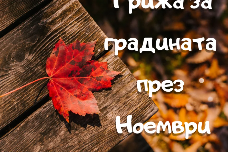 Грижа за градината през Ноември