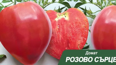 Домат Розово сърце