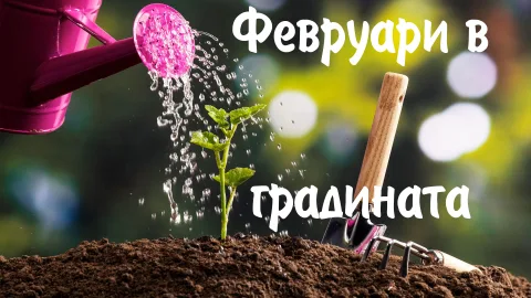 Грижа за градината през Февруари