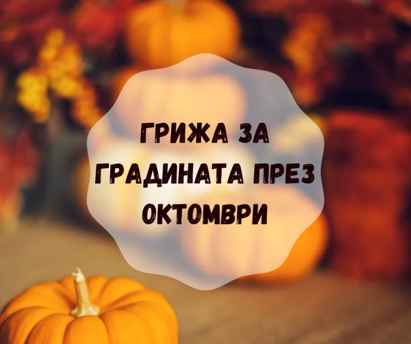 Грижа за градината през Октомври