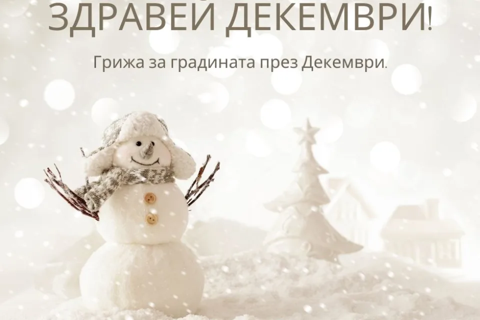 Грижа за градината през Декември