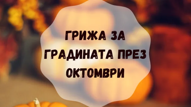 Грижа за градината през Октомври