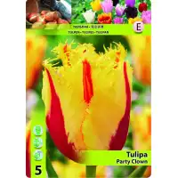 Лале Парти клоун TULIPA PARTY CLOWN - 5 бр луковици