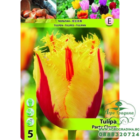 Лале Парти клоун / TULIPA PARTY CLOWN - 5 бр луковици