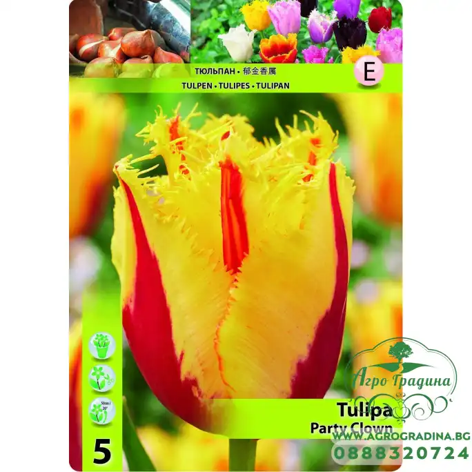 Лале Парти клоун TULIPA PARTY CLOWN - 5 бр луковици