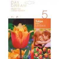 Лале Ламбада / Tulipa Lambada - 5 бр луковици