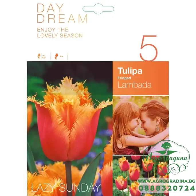 Лале Ламбада Tulipa Lambada - 5 бр луковици Лале Ламбада Tulipa Lambada - 5 бр луковици