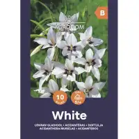 Ацидантера Бяла Acidanthera Murielae - 10 бр луковици