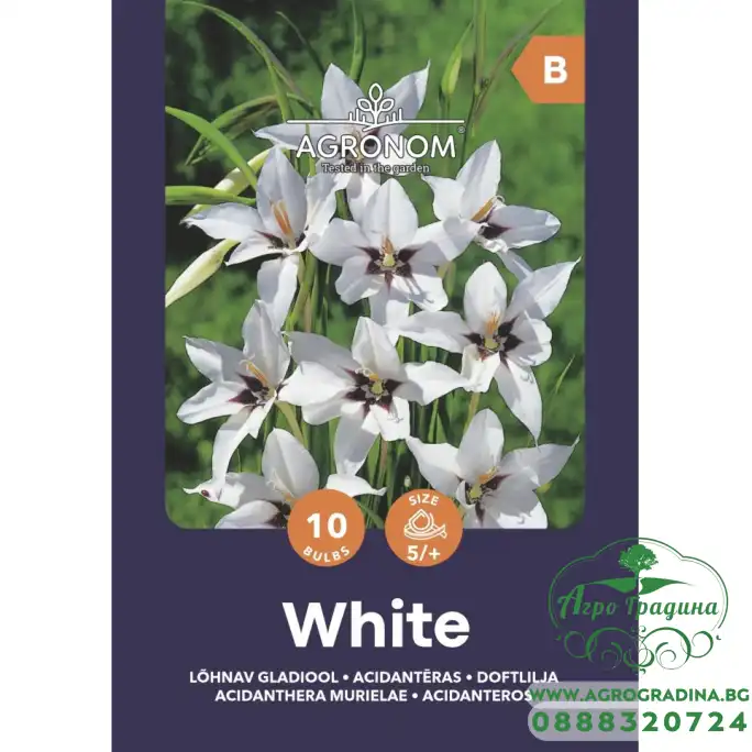 Ацидантера Бяла / Acidanthera Murielae - 10 бр луковици