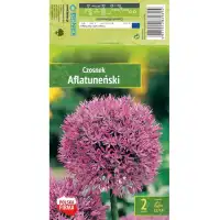 Декоративен лук Афлатуненсе Allium Aflatunense  – 2 бр луковици