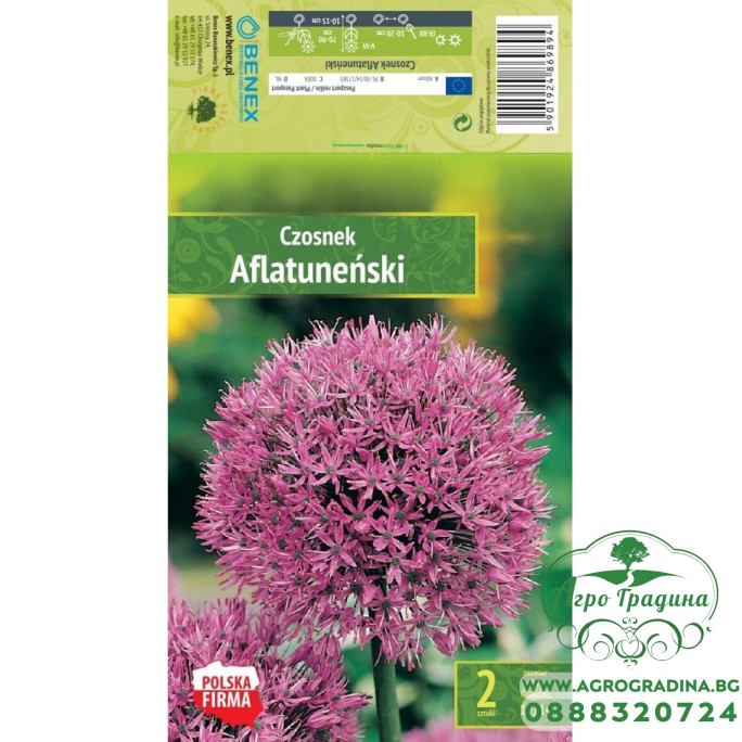 Декоративен лук Афлатуненсе Allium Aflatunense – 2 бр луковици Декоративен лук Афлатуненсе Allium Aflatunense – 2 бр луковици