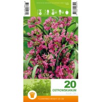 Декоративен лук Островскианум Allium Ostrowskianum – 20 бр луковици