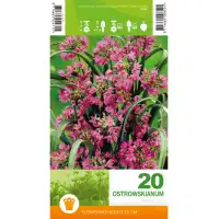 Декоративен лук Островскианум Allium Ostrowskianum – 20 бр луковици