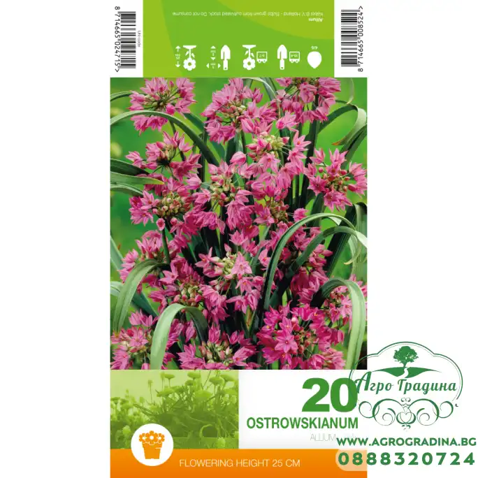 Декоративен лук Островскианум Allium Ostrowskianum – 20 бр луковици Декоративен лук Островскианум Allium Ostrowskianum – 20 бр луковици