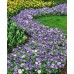 Анемония Микс Бланда Anemone Blanda - 10 бр луковици – Пролетни луковици
