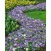 Анемония Микс Бланда Anemone Blanda - 10 бр луковици – Пролетни луковици
