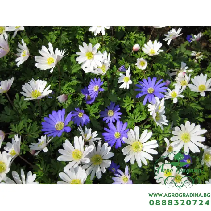 Анемония Микс Бланда Anemone Blanda - 10 бр луковици Анемония Микс Бланда Anemone Blanda - 10 бр луковици