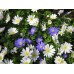 Анемония Микс Бланда Anemone Blanda - 10 бр луковици – Пролетни луковици