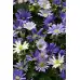 Анемония Микс Бланда Anemone Blanda - 10 бр луковици – Пролетни луковици