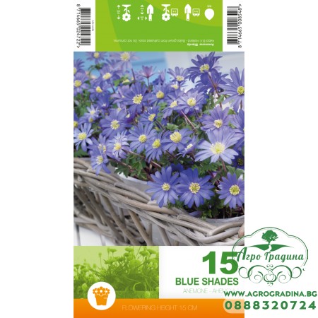 Анемония Сини нюанси / Anemone Blue Shades - 15 бр луковици