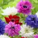 Анемония Микс St. Brigid Anemone corornaria - 15 бр луковици
