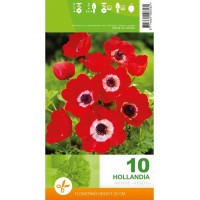 Анемония Холандия Anemone Hollandia - 10 бр луковици
