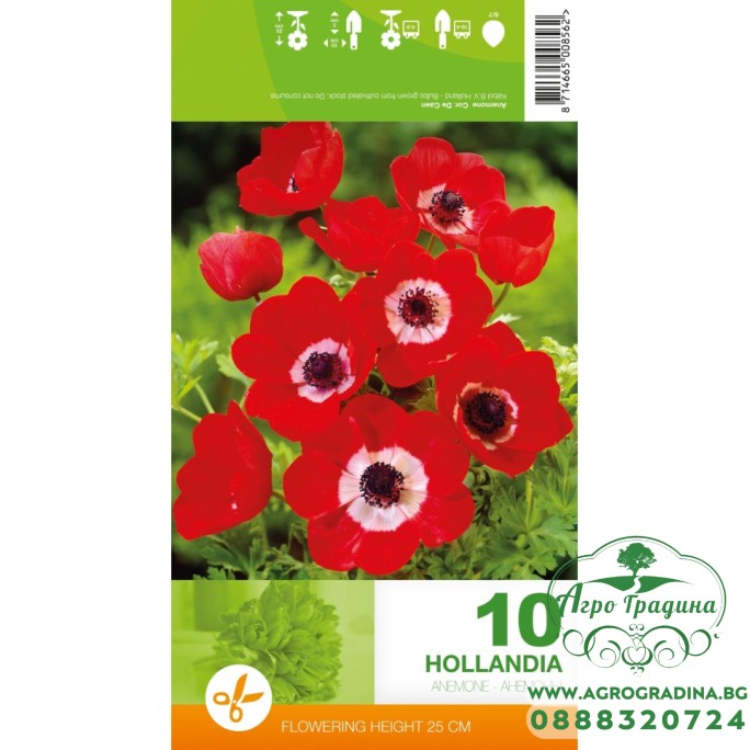 Анемония Холандия Anemone Hollandia - 10 бр луковици