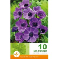 Анемония Г-н Фокер / Anemone Mr. Fokker - 10 бр луковици