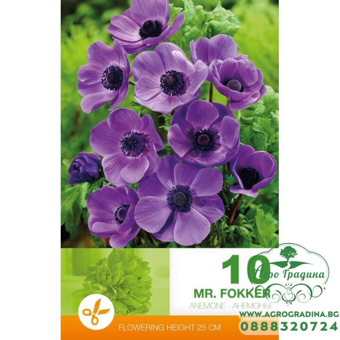 Анемония Г-н Фокер / Anemone Mr. Fokker - 10 бр луковици