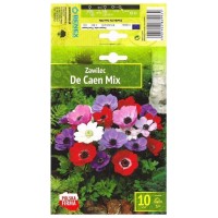 Анемония Микс Кан / Anemone The Caen Mix- 10 бр луковици