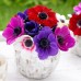 Анемония Микс Кан Anemone The Caen Mix- 10 бр луковици – Пролетни луковици