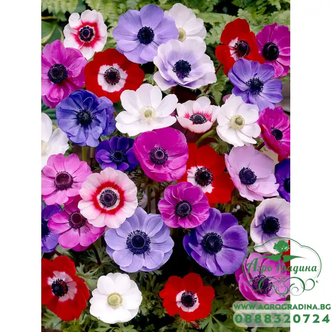 Анемония Микс Кан Anemone The Caen Mix- 10 бр луковици Анемония Микс Кан Anemone The Caen Mix- 10 бр луковици