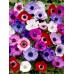 Анемония Микс Кан Anemone The Caen Mix- 10 бр луковици – Пролетни луковици