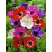 Анемония Микс Кан Anemone The Caen Mix- 10 бр луковици – Пролетни луковици