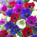Анемония Микс Кан Anemone The Caen Mix- 10 бр луковици – Пролетни луковици