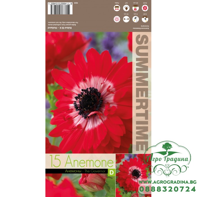 Анемония Губернатор / Anemone corornaria - 15 бр луковици