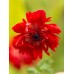 Анемония Губернатор Anemone corornaria - 15 бр луковици – Пролетни луковици
