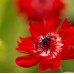 Анемония Губернатор Anemone corornaria - 15 бр луковици – Пролетни луковици