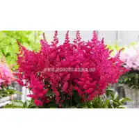 Астилба Уникално Рубинена / Astilbe - 1 бр луковица