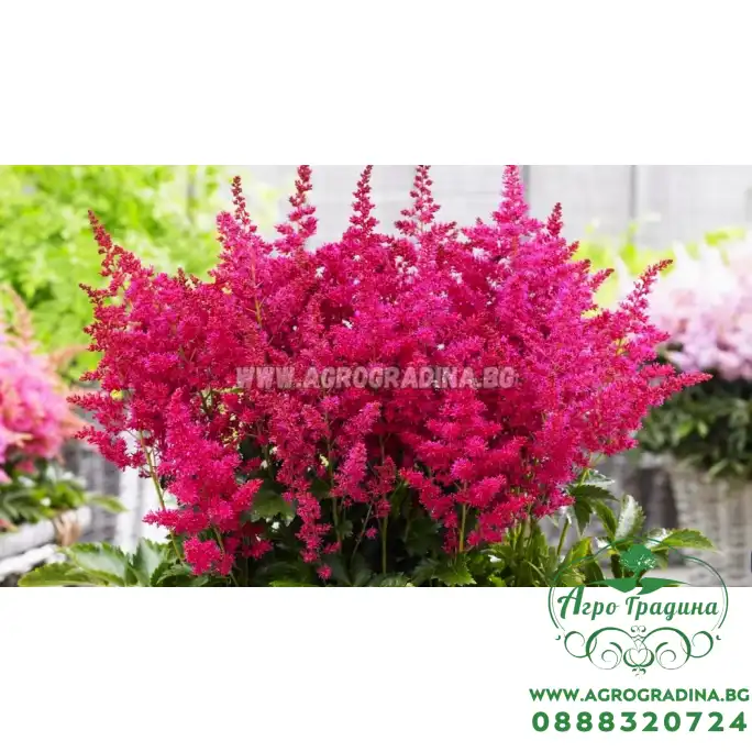Астилба Уникално Рубинена / Astilbe - 1 бр луковица