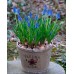 Мускари (кукувиче грозде) / Muscari Armeniacum  - 10 бр луковици 
