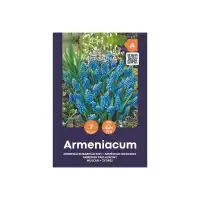 Мускари (кукувиче грозде) Muscari Armeniacum - AGRONOM - 7 бр луковици