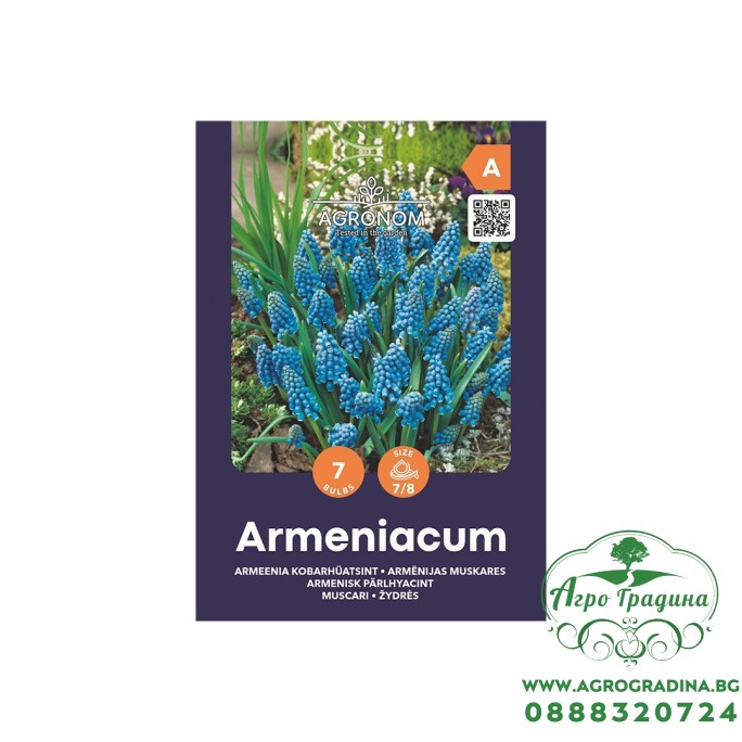 Мускари (кукувиче грозде) / Muscari Armeniacum - AGRONOM - 7 бр луковици 