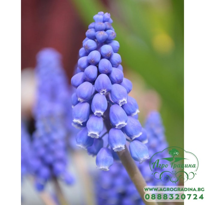 Мускари (кукувиче грозде) Muscari Armeniacum - AGRONOM - 7 бр луковици Мускари (кукувиче грозде) Muscari Armeniacum - AGRONOM - 7 бр луковици