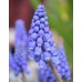 Мускари (кукувиче грозде) Muscari Armeniacum - AGRONOM - 7 бр луковици – Есенни луковици