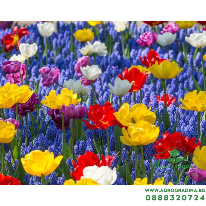 Мускари (кукувиче грозде) Muscari Armeniacum - AGRONOM - 7 бр луковици Мускари (кукувиче грозде) Muscari Armeniacum - AGRONOM - 7 бр луковици