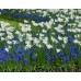Мускари (кукувиче грозде) Muscari Armeniacum - 10 бр луковици – Есенни луковици