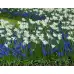 Мускари (кукувиче грозде) Muscari Armeniacum - 10 бр луковици – Есенни луковици